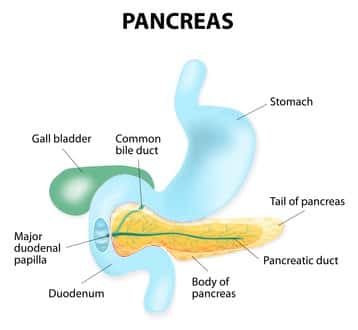 Schéma du pancréa