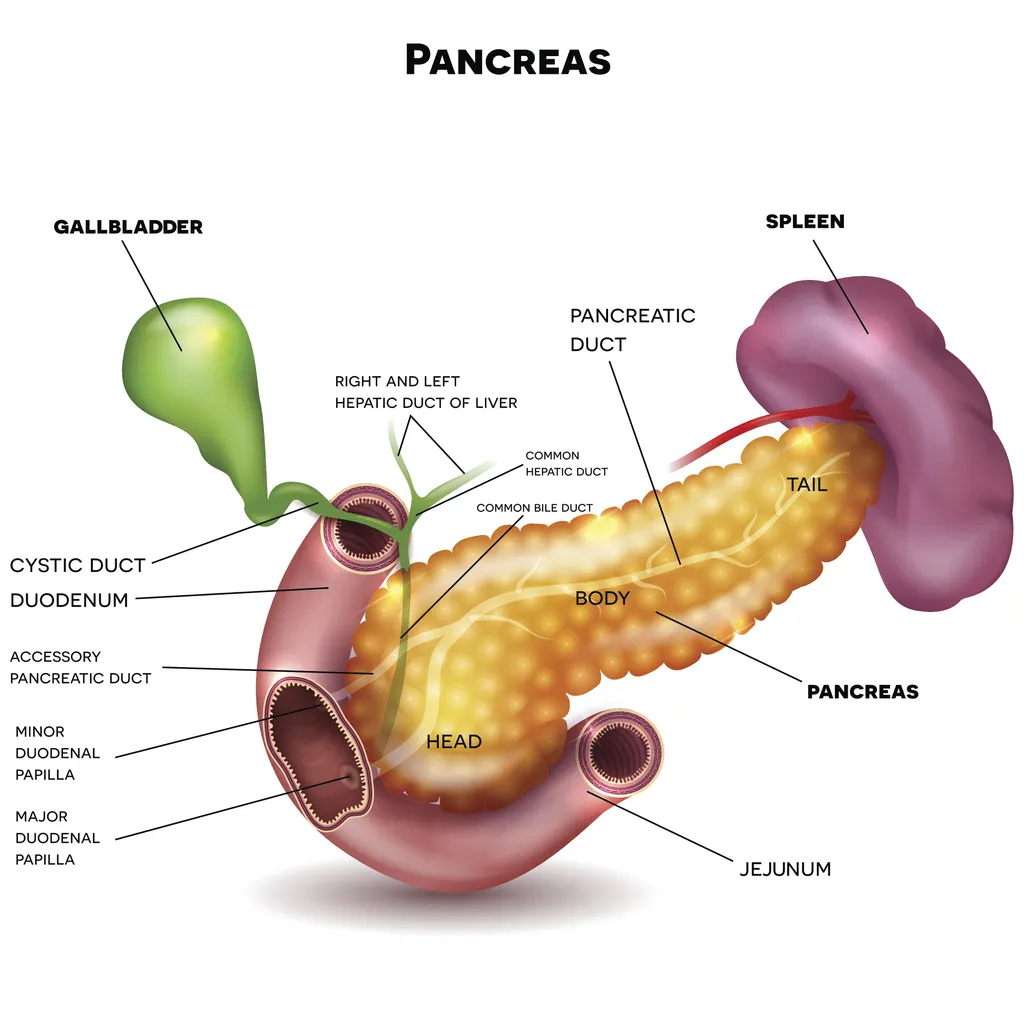 Pancreas-cancer