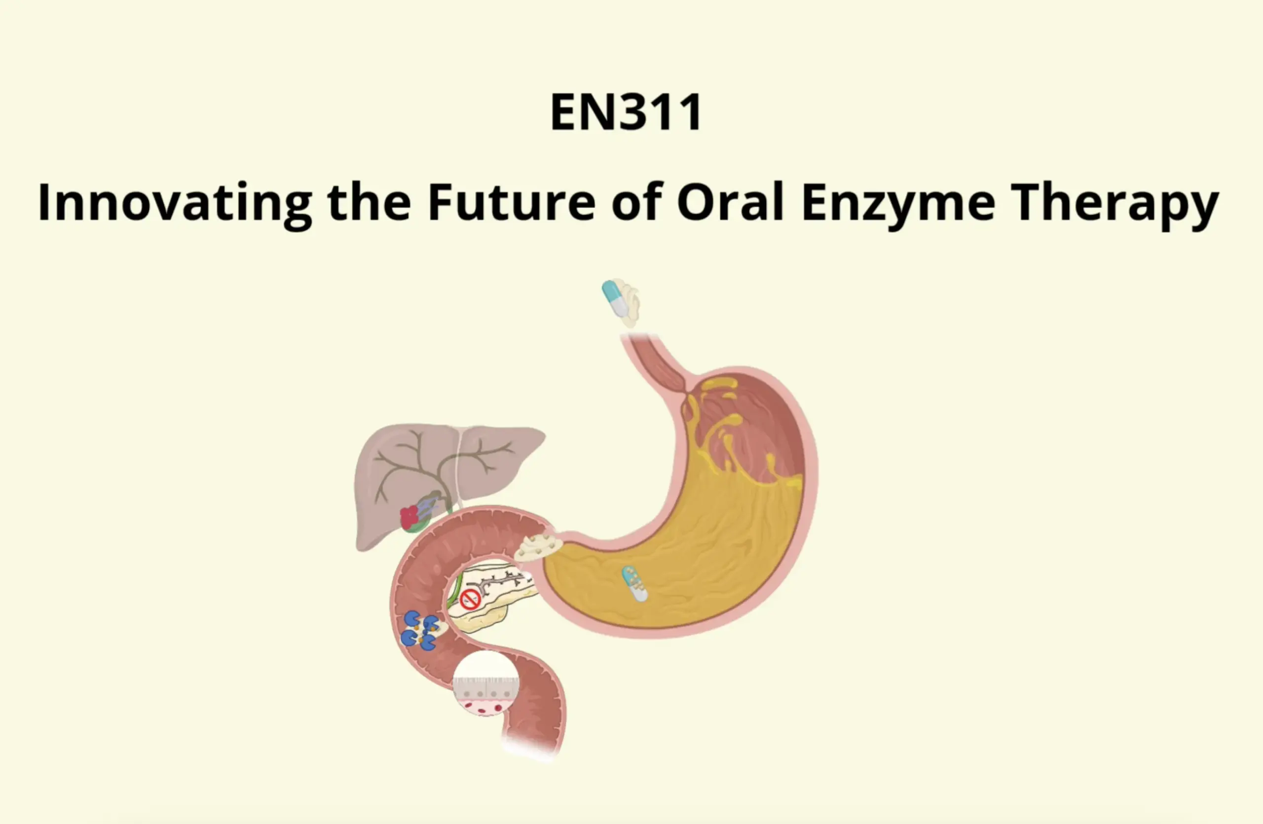 Pancreatic insufficiency : EN311, a targeted therapeutic response